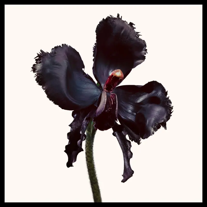 Black Orchid Reserve Parfum online